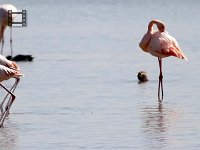 Video Flamingo's